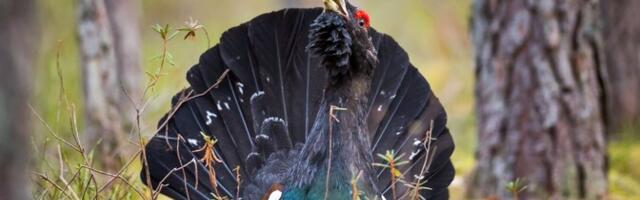 RMK проверяет информацию о возможных новых местах токования глухарей