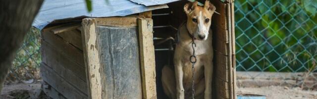 С нового года запретят постоянное содержание собак на цепи