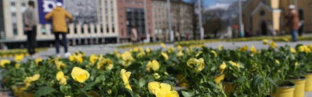 ФОТО | С Днем Европы! Площади городов Эстонии покрылись цветочными коврами