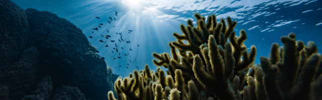 Исследование: грибки в океанах помогают поглотить 20% углерода