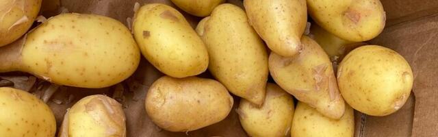 Во многих регионах Эстонии картофель не уродился: фермеры рассказали, повлияет ли это на цены