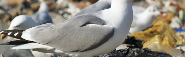 СМИ: в Финляндию ввозили зловонные отходы с нелегальных свалок из Италии