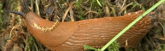 Власти Тарту в борьбе со слизнями рассчитывают на инициативу горожан