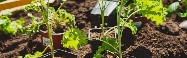 Строительство ботанического сада временно приостанавливается на зимний период