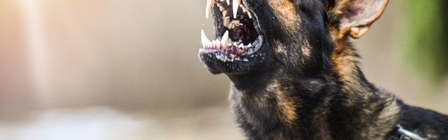 Прогулка с собакой в Таллинне обернулась кошмаром: пес укусил девушку за лицо