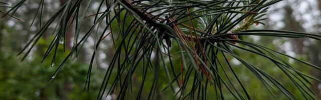 В четверг во многих регионах пройдут дожди, +9..+14