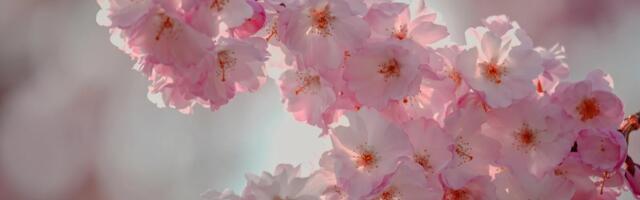 В Выру зацвела сакура — город на несколько дней стал розовым