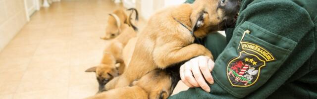 Valsts robežsardzes koledžā apmāca trīs jaunus topošos dienesta suņus