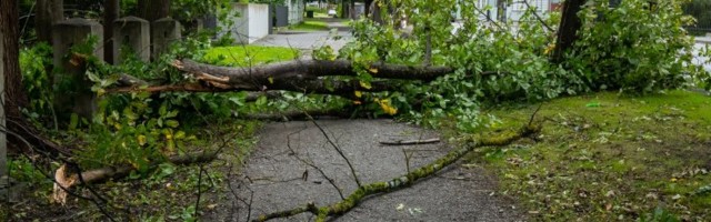 Страховая компания: в преддверии осенних штормов следует проверить, в каком состоянии находятся большие деревья