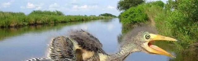 Пропал динозаврик!