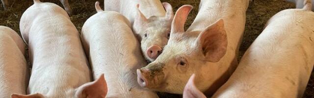 Вспышка АЧС: PTA установил новый запрет на пребывание и продлил действующие