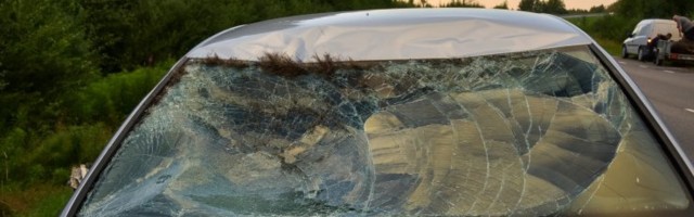 ФОТО | В Вильяндимаа автомобиль сбил лося. Животное погибло