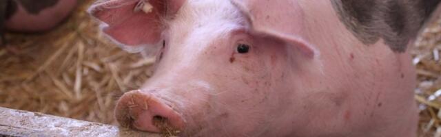 Объявлено о завершении чрезвычайной ситуации из-за африканской чумы свиней