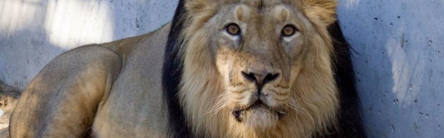 В Таллиннском зоопарке умер лев