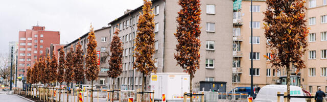 Ученые предлагают учитывать при строительстве корни городских деревьев