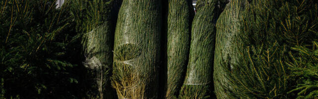 Рождественские елки доставляют в Нарву из Валгамаа