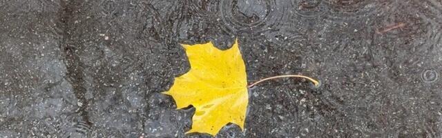 В понедельник местами дождь, +5...+9