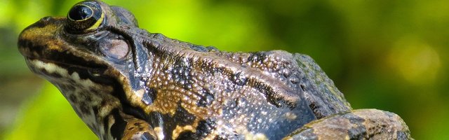 Водителей просят быть осторожнее: началась ежегодная массовая весенняя миграция лягушек