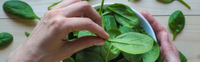 Шпинат: польза и вред для организма мужчин, женщин, противопоказания