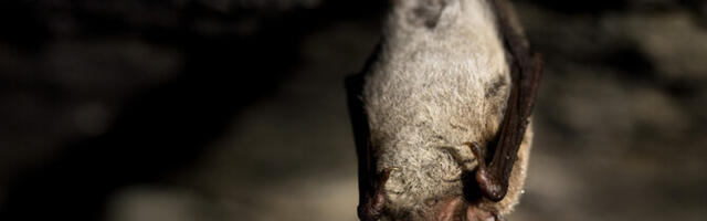 На Сырвеском полуострове изучают перелеты летучих мышей над морем