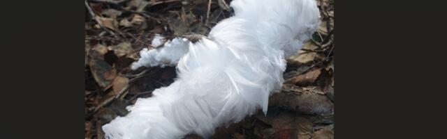 ФОТО | Белые „волосы“ в лесу: редкое явление удивило жителей Харьюмаа