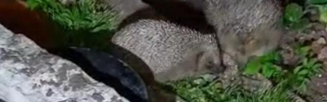 ВИДЕО | Брачные игры ежей в Вескиметса в самом разгаре