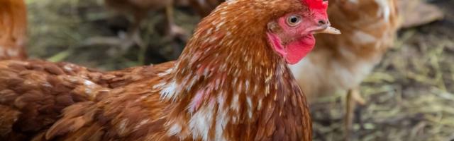 В Тарту обнаружили птичий грипп