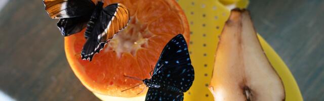 ГАЛЕРЕЯ ⟩ Экзотические бабочки лакомятся апельсинами и грушами в Пярну