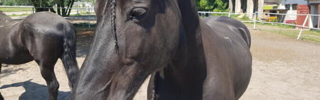 Верховая езда как медитация: лошади помогают снять стресс