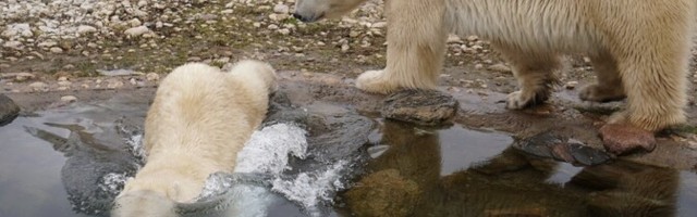 ФОТО и ВИДЕО: воссоединение белых медведей Фрийды и Распутина