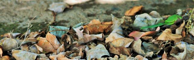 Жители Таллинна смогут бесплатно сдавать садовые отходы и ветки