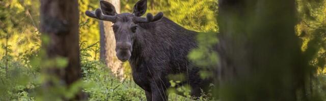 Выскочивший на дорогу лось спровоцировал ДТП: в транспортных средствах находилось 11 человек
