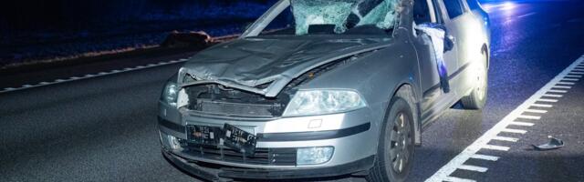 КАРТА | Смотрите, на каких участках дорог происходит больше всего ДТП, связанных с крупными дикими животными