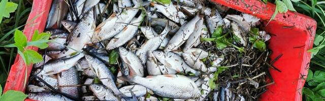 Вода приносит не только жизнь, но и болезни. Что стоит знать о вирусах, которые поражают рыбу?