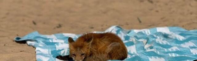У лисят, живших на пляже Нарва-Йыэсуу, обнаружили кожное заболевание. Отдыхающих просят не кормить животных