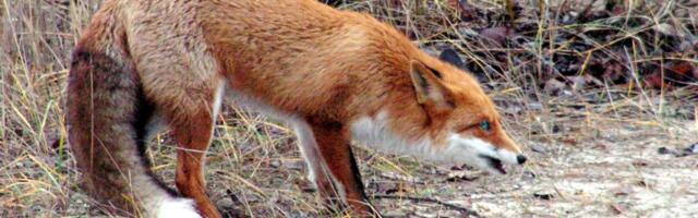 Jūrmalā neparedz atlīdzību par iedzīvotājus apdraudošu savvaļas dzīvnieku nomedīšanu