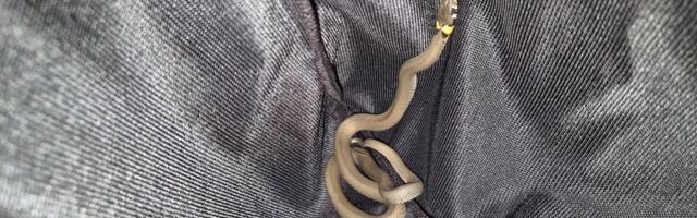 ФОТО | В детскую игровую комнату пробрался уж: вызвали спасателей