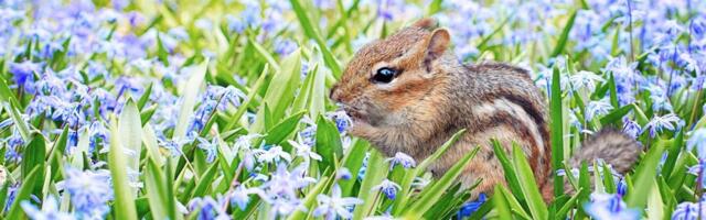 Правда ли, что осенью мозг бурундуков увеличивается, из-за чего они впадают в депрессию и объедаются перебродившими фруктами?
