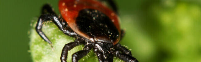 Pfizer запрашивает разрешение на продажу вакцины от боррелиоза вопреки неудачному исследованию