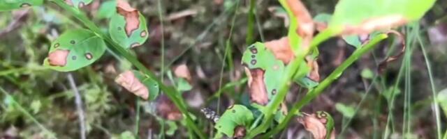Уничтожающий в Финляндии урожай черники грибок может добраться и до Эстонии