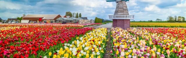 Сезон тюльпанов: как спланировать поездку из Амстердама, чтобы увидеть максимум