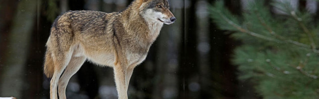 Волки съели собаку приехваших из Финляндии охотников