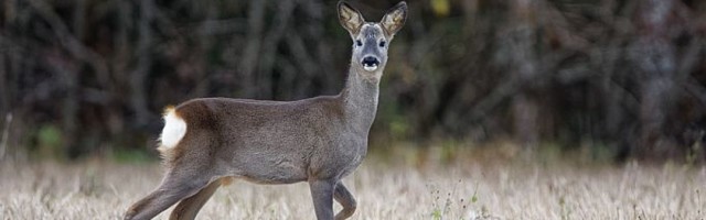 Выскочившая на дорогу косуля спровоцировала ДТП