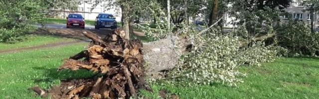 Шторм валил деревья и отменил забег