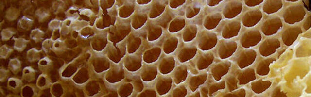 Эстонский производитель меда получил заказ из Японии на три тонны продукции