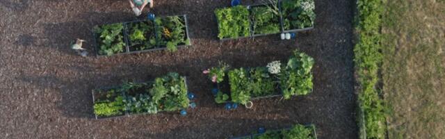 Новый общественный огород в Ласнамяэ ждет садоводов-любителей