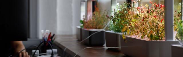 Расширение эстонского экспортера в США застопорилось из-за неопределенности