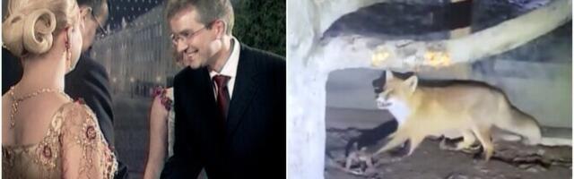 "Очевидец": двойная жизнь тренера по легкой атлетике, ловушки для животных