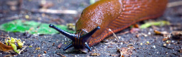 Снежный покров помогает испанским слизням пережить зиму