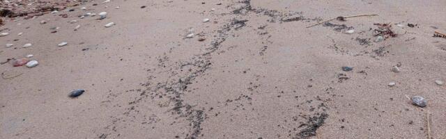 На побережье Хийумаа обнаружено потенциальное загрязнение нефтепродуктами